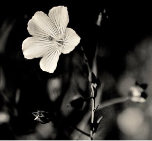 Estrella viviente de Alex Caminker