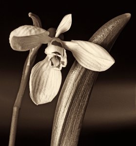 Composición de la naturaleza de Alex Caminker