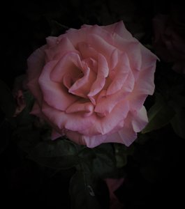 Planeta rosa de Alex Caminker
