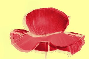 Tulipán rojo, 2019 de Alex Caminker