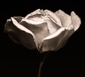 Rosa de Alex Caminker