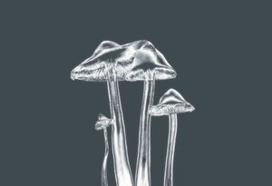 Hongos Plateados, 2019