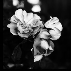 Tres flores