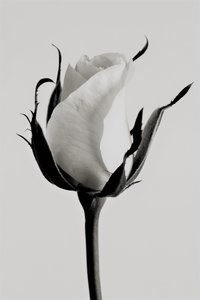 Rosa blanca, 2019 de Alex Caminker