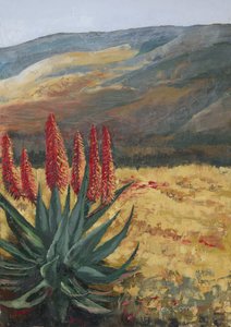 Aloe rojo «Desert Bloom» de Alex Cornell