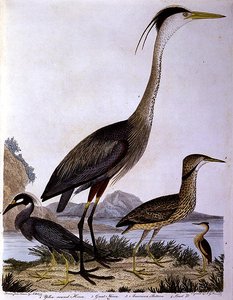 Garzas, grabado por I. G. Marnicke