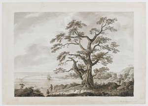 Agregar. 15508, no.4, Tree on the Tree Hill, Otaheite, de 