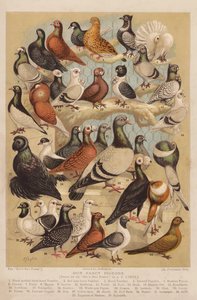 Palomas (cromolito) de Alexander Francis (after) Lydon