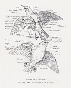 Diagrama de un estornino, definiendo la terminología de un pájaro de Alexander Francis Lydon