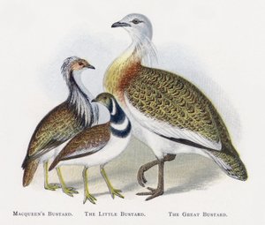 La avutarda de MacQueen, La avutarda común, La avutarda de Alexander Francis Lydon