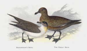 El págalo de Richardson, El págalo grande