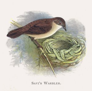 El Buscarla de Savi de Alexander Francis Lydon
