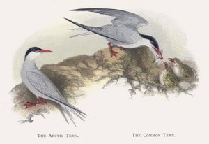 El charrán ártico, El charrán común de Alexander Francis Lydon
