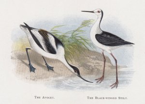 El avoceta, El cigüeñuela de Alexander Francis Lydon