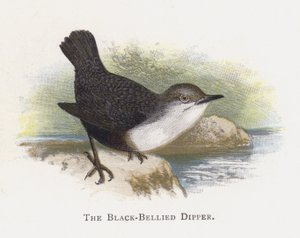 El Mirlo Acuático de Vientre Negro de Alexander Francis Lydon