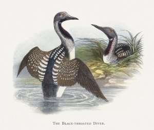 El colimbo ártico de Alexander Francis Lydon
