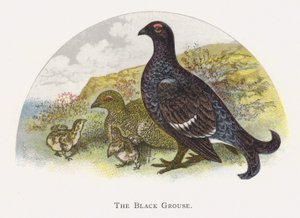 El Urogallo Negro de Alexander Francis Lydon