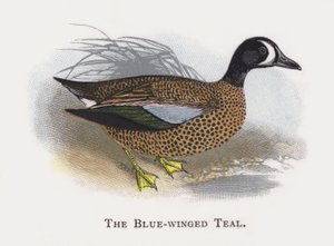 El Cerceta Aliazul