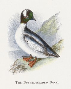 El Pato Cabeza de Búfalo de Alexander Francis Lydon