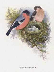 El Camachuelo de Alexander Francis Lydon