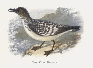 El Fulmar del Cabo de Alexander Francis Lydon