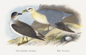 El Petrel Encapuchado, El Fulmar