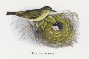 El Mosquitero Común