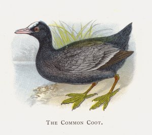 La Focha Común
