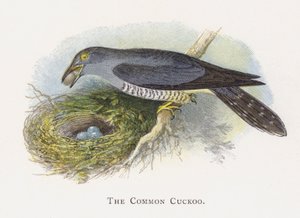 El Cuco Común de Alexander Francis Lydon