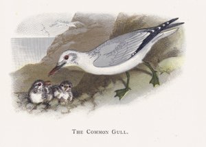 La Gaviota Común de Alexander Francis Lydon
