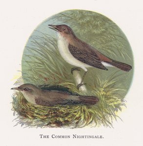 El Ruiseñor Común