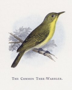 El Mosquitero Común