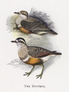 El Chorlito de Alexander Francis Lydon