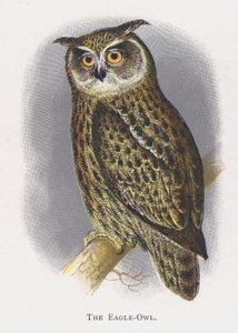 El Búho Real de Alexander Francis Lydon