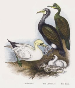 El alcatraz, El cormorán, El cormorán moñudo de Alexander Francis Lydon