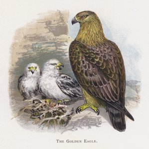 El Águila Real de Alexander Francis Lydon