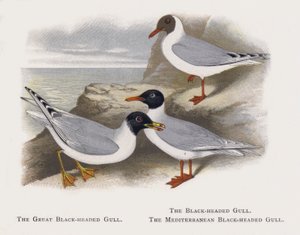 La gaviota cabecinegra, La gaviota reidora, La gaviota mediterránea de Alexander Francis Lydon