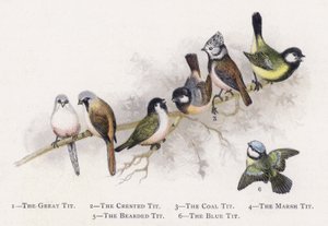 El carbonero común, El herrerillo capuchino, El carbonero garrapinos, El carbonero palustre, El bigotudo, El herrerillo común