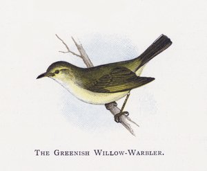 El Mosquitero Verdoso de Alexander Francis Lydon