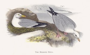 La gaviota argéntea de Alexander Francis Lydon