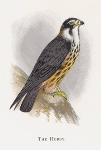El Alcotán