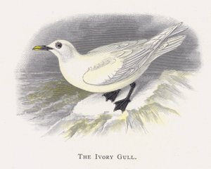 La Gaviota Marfil de Alexander Francis Lydon