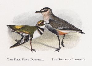 El Chorlito Kill-Deer, El Avefría Sociable