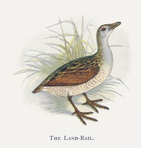 El Rascón de Tierra de Alexander Francis Lydon
