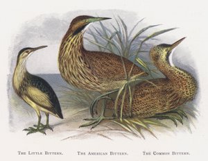 El avetoro común, El avetoro americano, El avetoro