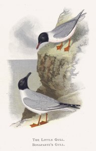 La Gaviota Menuda, La Gaviota de Bonaparte de Alexander Francis Lydon