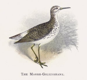 El Archibebe de Marisma