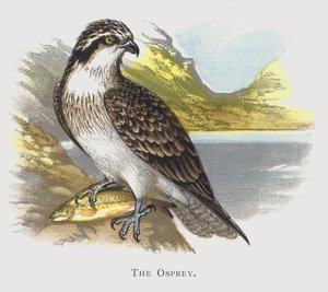 El Águila Pescadora
