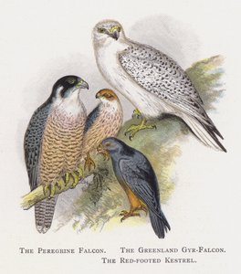 El Halcón Peregrino, El Halcón Gerifalte de Groenlandia, El Cernícalo Patirrojo de Alexander Francis Lydon