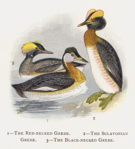El Somormujo Cuellirrojo, El Somormujo Eslavón, El Somormujo Cuellinegro de Alexander Francis Lydon